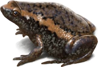 Eastern Narrow-mouthed Toad