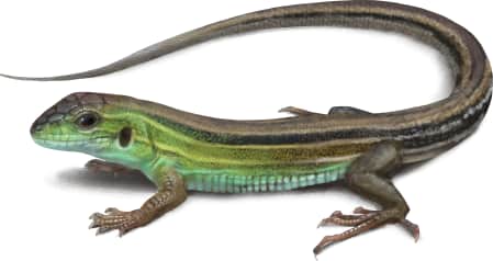 Six-lined Racerunner — Prairie Racerunner Male