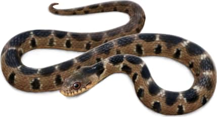 Plain-bellied Watersnake — Juvenile