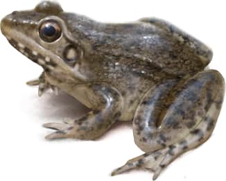 River Frog