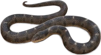 Plain-bellied Watersnake — Young adult