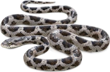 Eastern Ratsnake — Juvenile