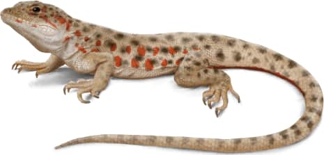 Long-nosed Leopard Lizard — Female with breeding colors