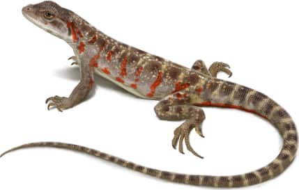 Cope's Leopard Lizard — Female in breeding colors