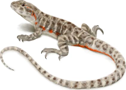 Blunt-nosed Leopard Lizard — Female in breeding colors