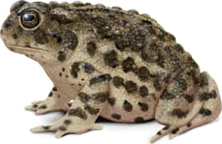 Wyoming Toad