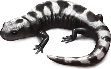 Marbled Salamander