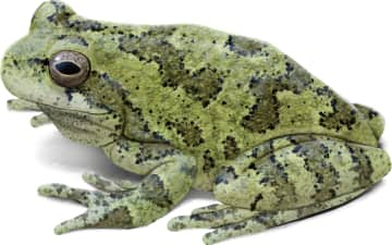 Cope's Gray Tree Frog — Green color