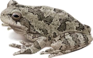 Cope's Gray Tree Frog
