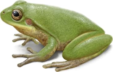 Squirrel Tree Frog
