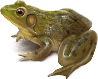 Pig Frog