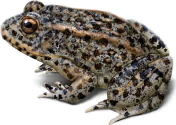 Gopher Frog