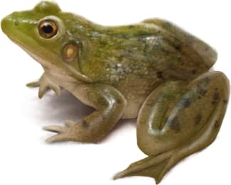 Pig Frog — Female Pig Frog
