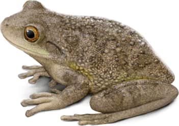 Cuban Tree Frog