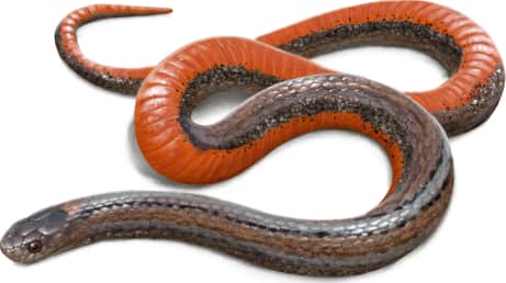 Red-bellied Snake