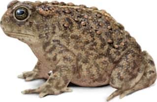 Houston Toad
