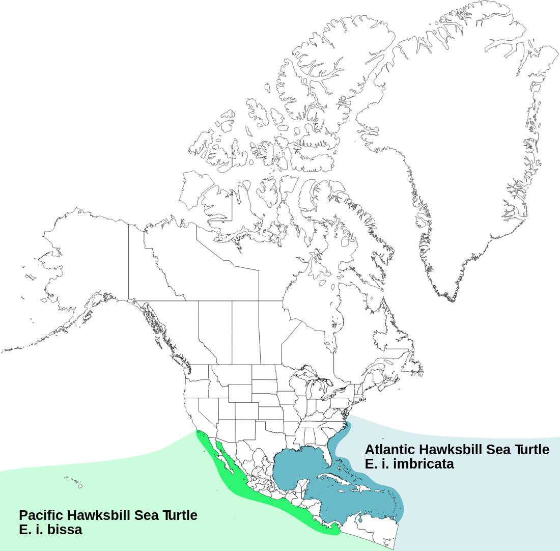 Range map for Hawksbill Sea Turtle
