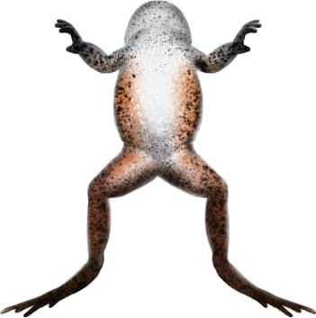 California Red-legged Frog — Underside