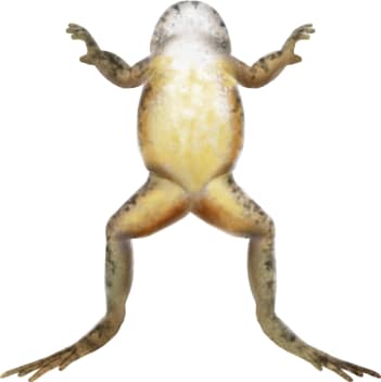 Foothill Yellow-legged Frog — Underside