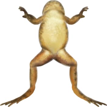 Sierra Nevada Yellow-legged Frog — Underside