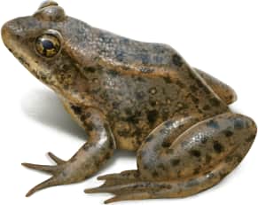 Sierra Nevada Yellow-legged Frog