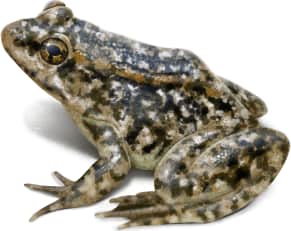 Southern Mountain Yellow-legged Frog