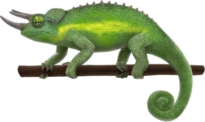 Jackson's Chameleon