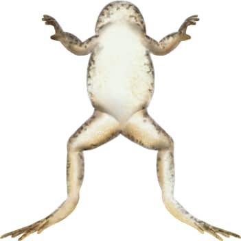 Cascades Frog — Underside