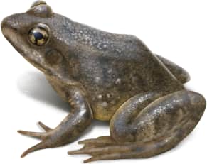 Foothill Yellow-legged Frog