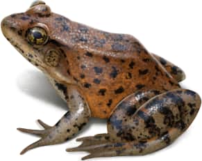California Red-legged Frog