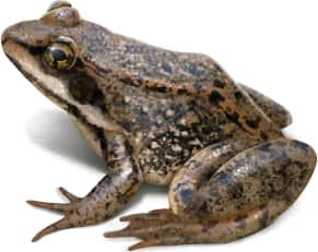 Cascades Frog