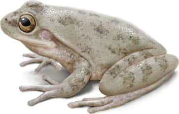 Squirrel Tree Frog — Gray coloration