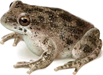 California Tree Frog