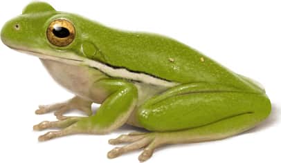Green Tree Frog