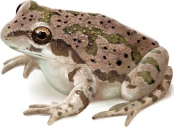 Illinois Chorus Frog