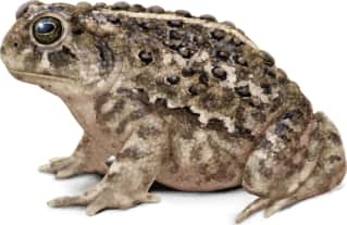 Woodhouse's Toad