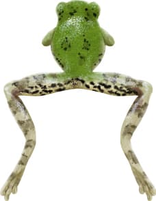 Bird-voiced Tree Frog
