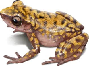 Cliff Chirping Frog