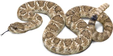 Prairie Rattlesnake