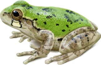 Bird-voiced Tree Frog