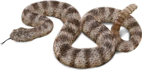Tiger Rattlesnake