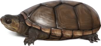 Florida Mud Turtle