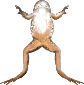 Columbia Spotted Frog