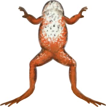 Oregon Spotted Frog