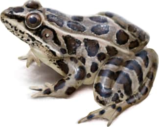 Pickerel Frog