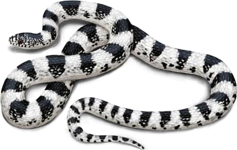 Long-nosed Snake — Clarus phase