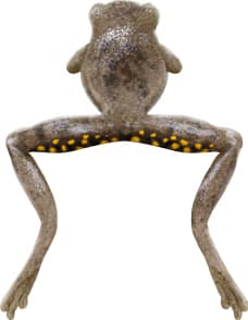 Pine Woods Tree Frog
