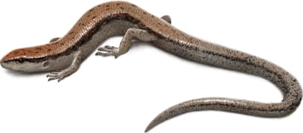Little Brown Skink