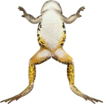 Cope's Gray Tree Frog