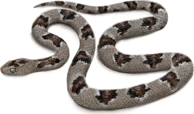 Texas Lyre Snake